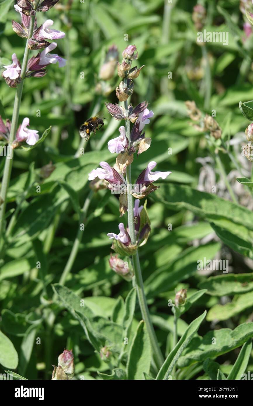 Salvia officinalis, sauge, avec bourdon Banque D'Images