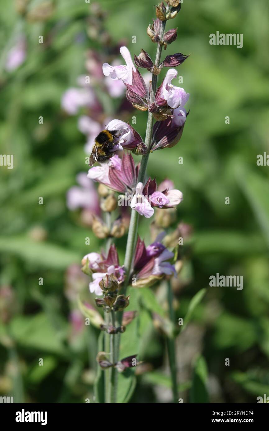 Salvia officinalis, sauge, avec bourdon Banque D'Images