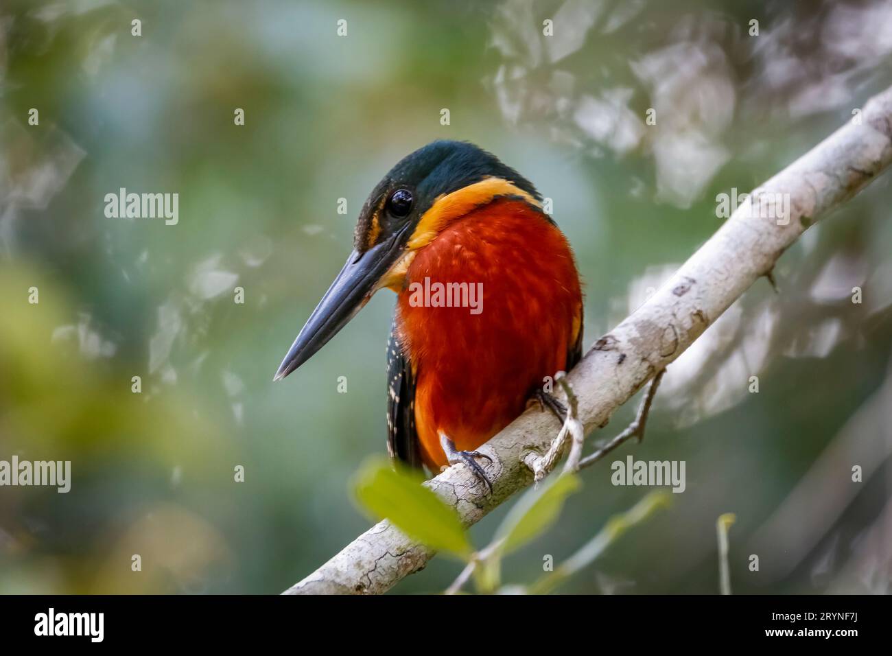 Gros plan d'un Kingfisher vert et rufeux coloré, Pantanal Wetlands, Banque D'Images