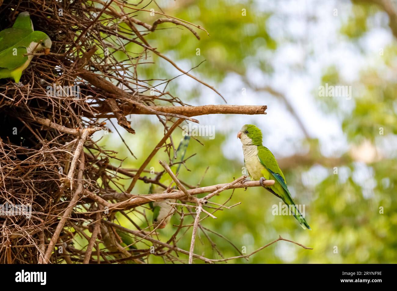 Monk Parakeets à leur nid dans un arbre, un perché sur la branche, Pantanal Wetlands, Mato Grosso, Brésil Banque D'Images