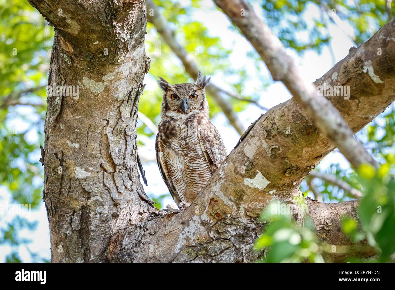 Great Horned Owl avec camouflage parfait sur un arbre, caméra de face, Pantanal Wetlands, Mato Grosso, B. Banque D'Images