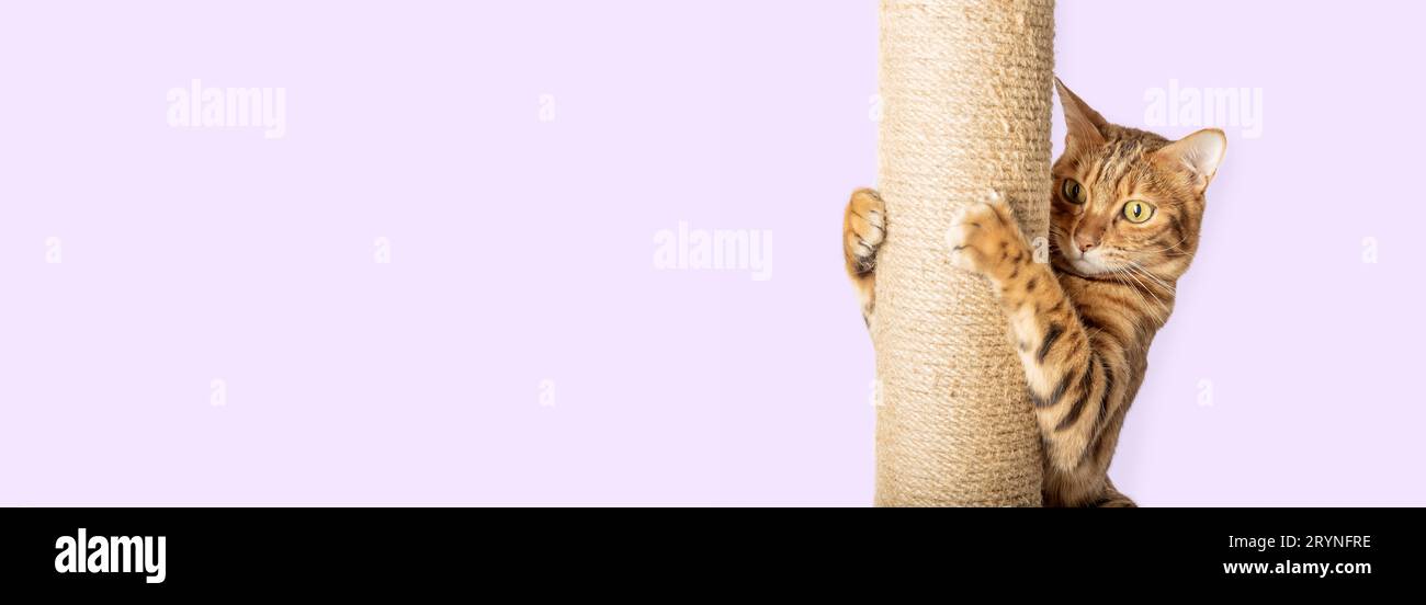 Bengal Shorthair chat aiguise ses griffes sur un poteau de grattage. Apprendre à un chat à gratter. Banque D'Images