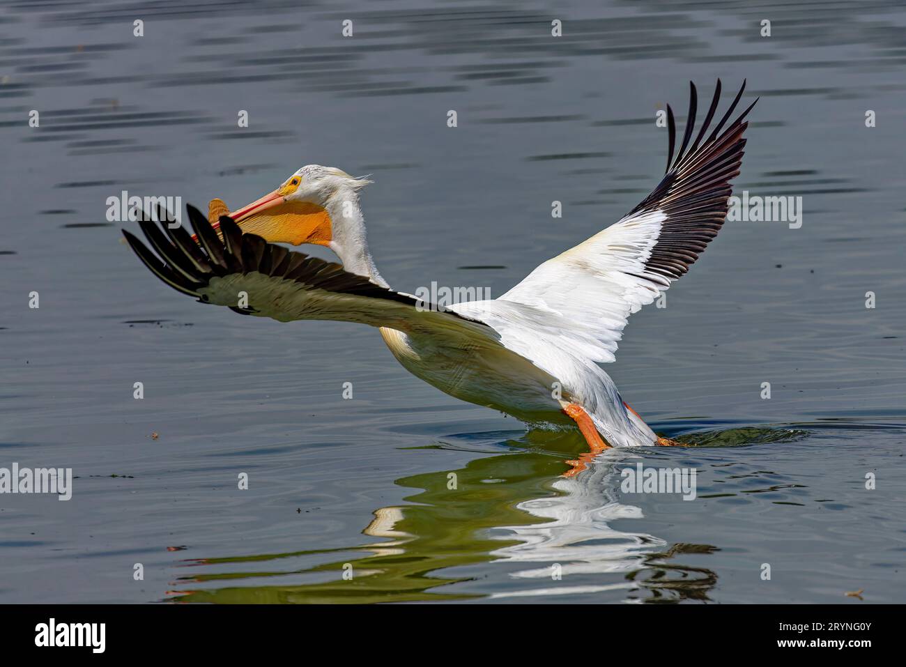 Le pélican blanc américain (Pelecanus erythrorhynchos) Banque D'Images