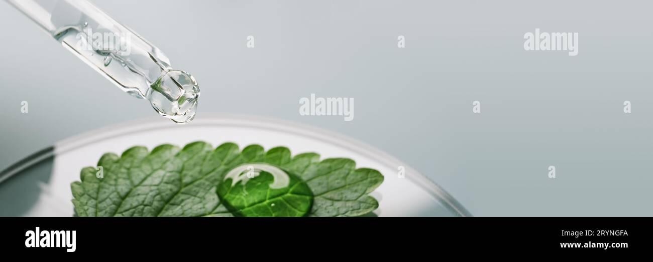 Pipeter avec une goutte cosmétique de gel sur la feuille verte dans la boîte de Petri sur la bannière grise Banque D'Images