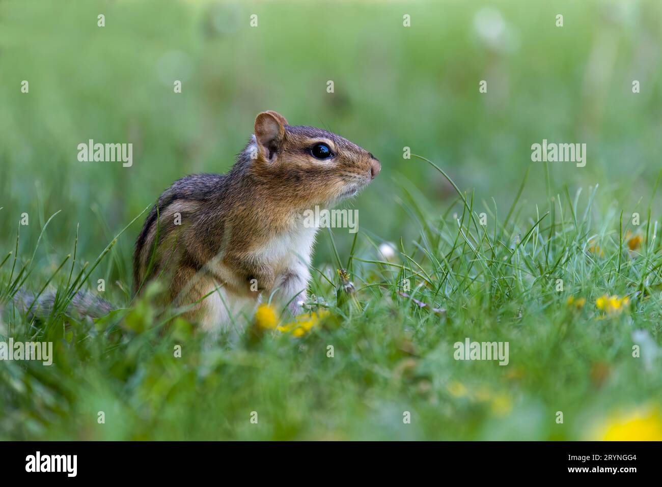 Le chipmunk est (Tamias striatus) Banque D'Images
