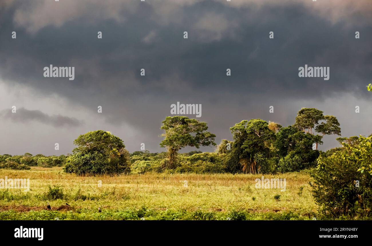 Lumière du soleil et nuages de tempête sombre sur un groupe d'arbres dans les zones humides du Pantanal, Mato Grosso, Brésil Banque D'Images Lumière du soleil et nuages de tempête sombre sur un groupe d'arbres dans les zones humides du Pantanal, Mato Grosso, Brésil Banque D'Images