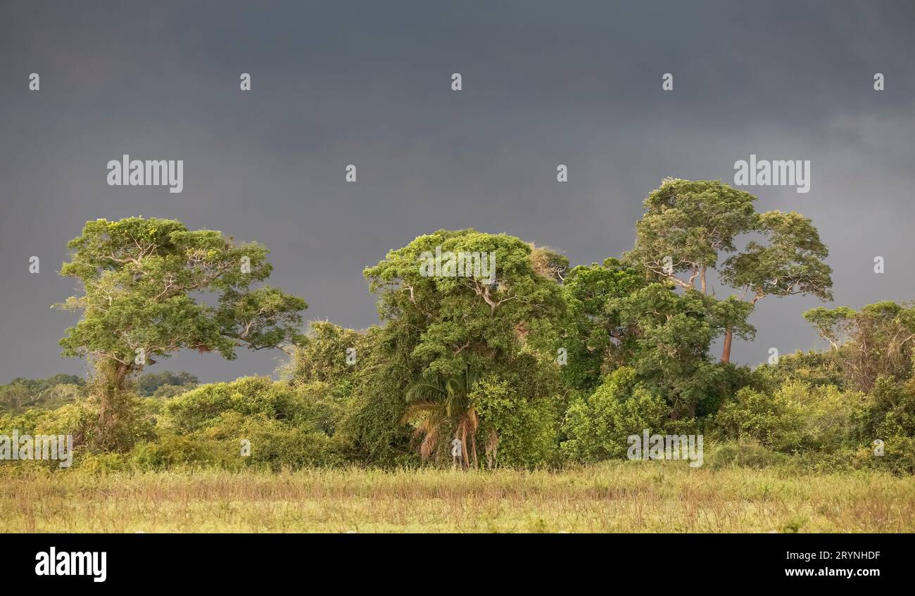Tempête sombre nuages sur un groupe d'arbres dans les zones humides du Pantanal, Mato Grosso, Brésil Banque D'Images Tempête sombre nuages sur un groupe d'arbres dans les zones humides du Pantanal, Mato Grosso, Brésil Banque D'Images