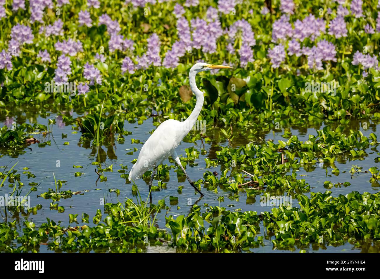 Great Egret se nourrissant en eau peu profonde avec des jacinthes d'eau en fleurs en arrière-plan, Pantanal Wetlands Banque D'Images