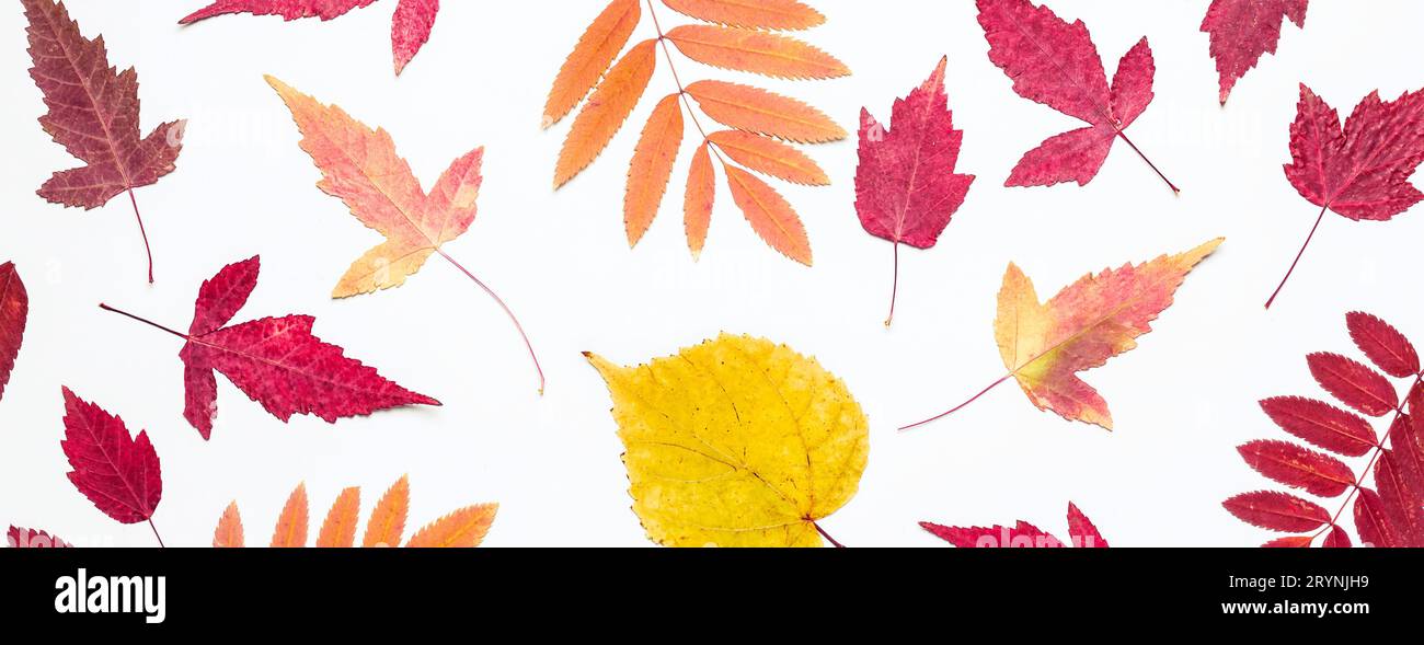 Motif de feuilles d'automne multicolore. Bonjour, concept d'automne Banque D'Images