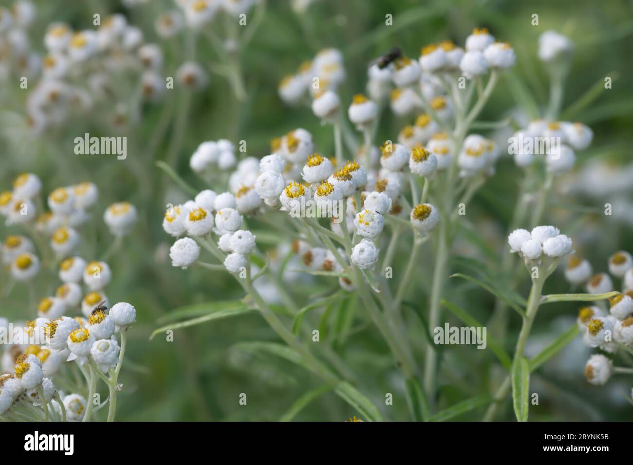 Anaphalis margaritacea, WESTERN nacré éternel, photo en gros plan Banque D'Images