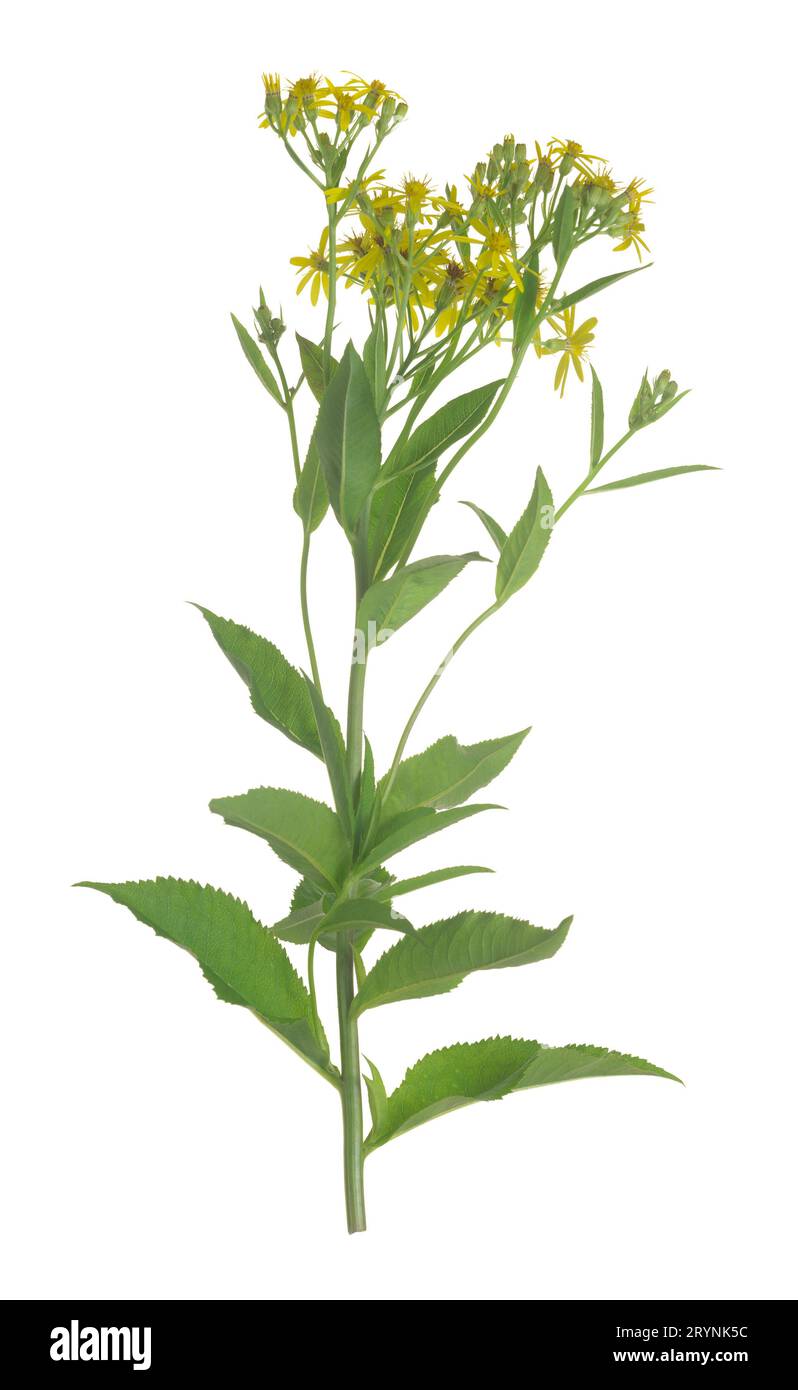 Ragwort à larges feuilles, Senecio sarracenicus isolée sur fond blanc, cette plante est toxique et attire de nombreux insectes Banque D'Images