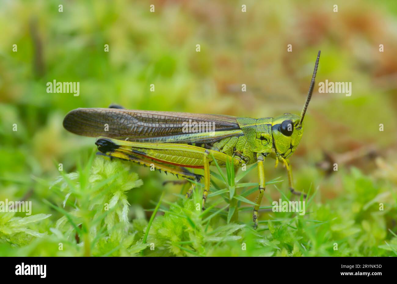 Grand sauterelle de mars mâle, Stethophyma grossum sur mousse, photo macro Banque D'Images