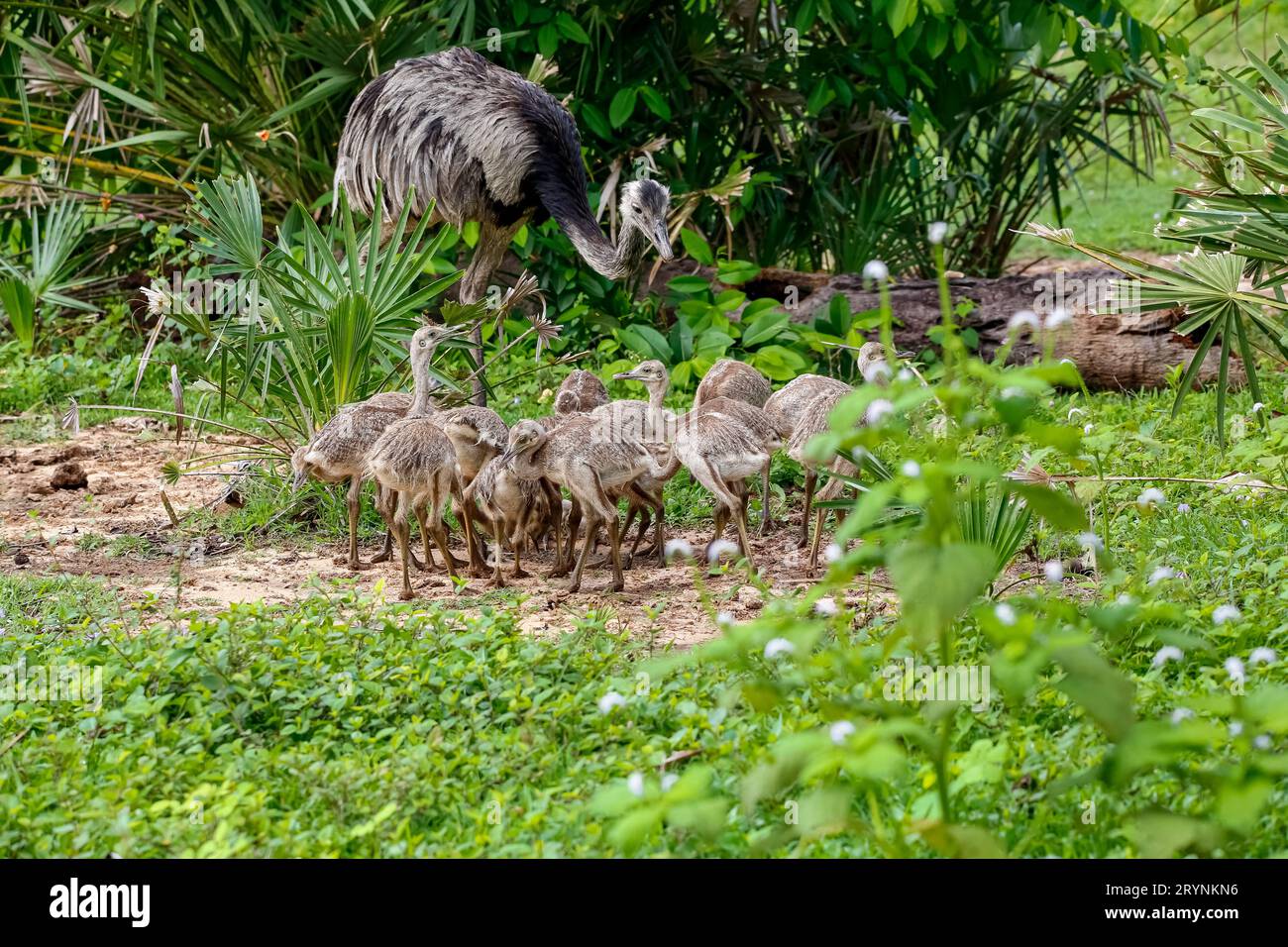 Gros plan d'une mère Nandu ou Rhea avec ses poussins en milieu naturel, Pantanal Wetlands, Mato G. Banque D'Images