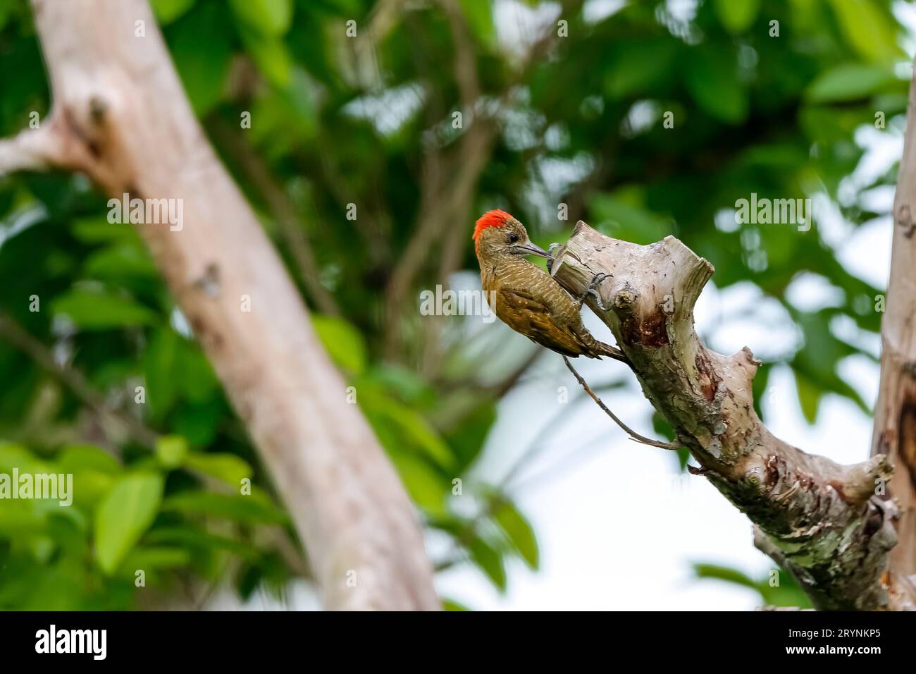 Le petit pic fourragé dans une branche d'arbre, Pantanal Wetlands, Mato Grosso, Brésil Banque D'Images