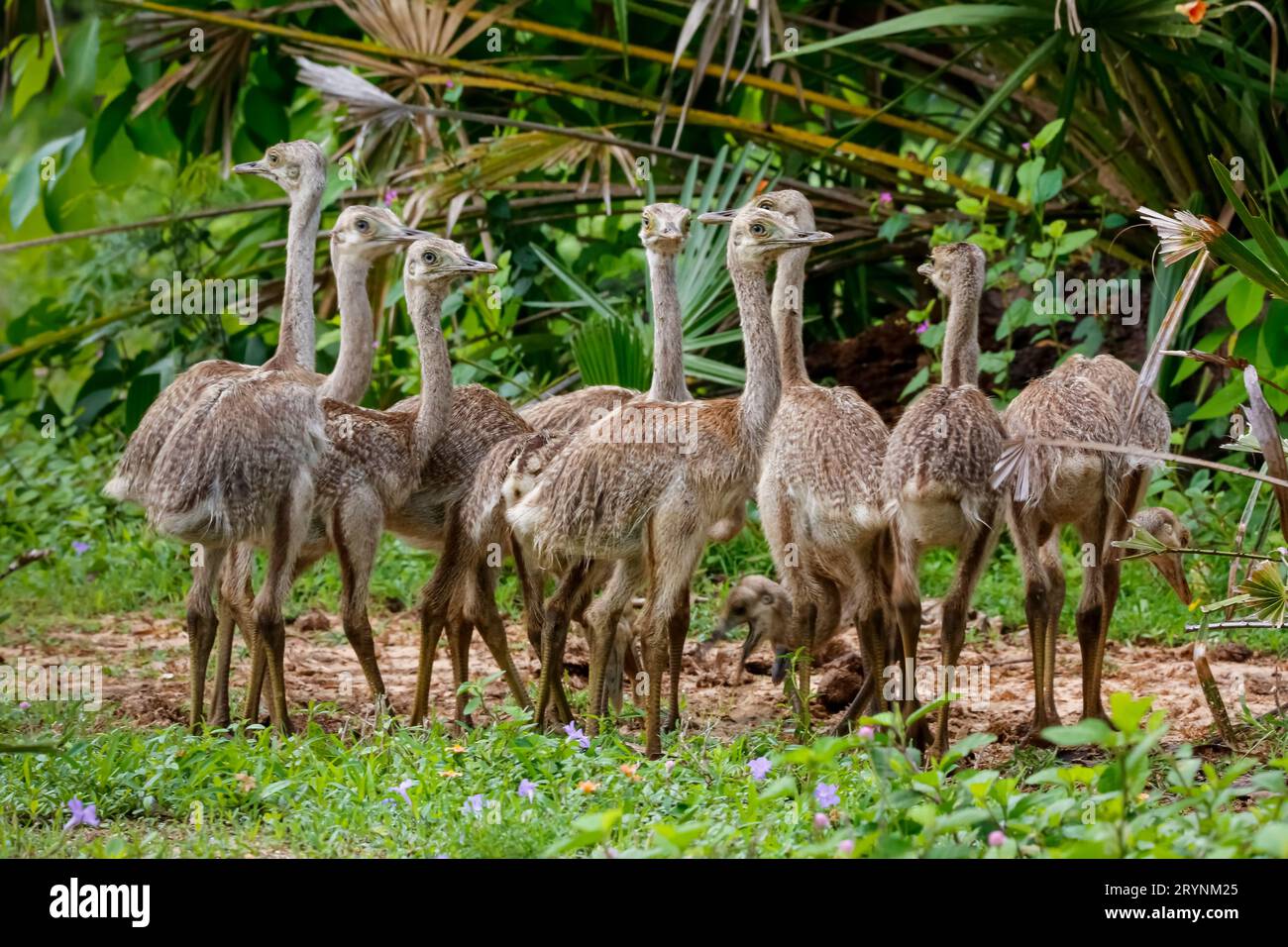 Gros plan d'un groupe de poussins Nandu ou Rhea en milieu naturel, zones humides du Pantanal, Mato Grosso, Braz Banque D'Images