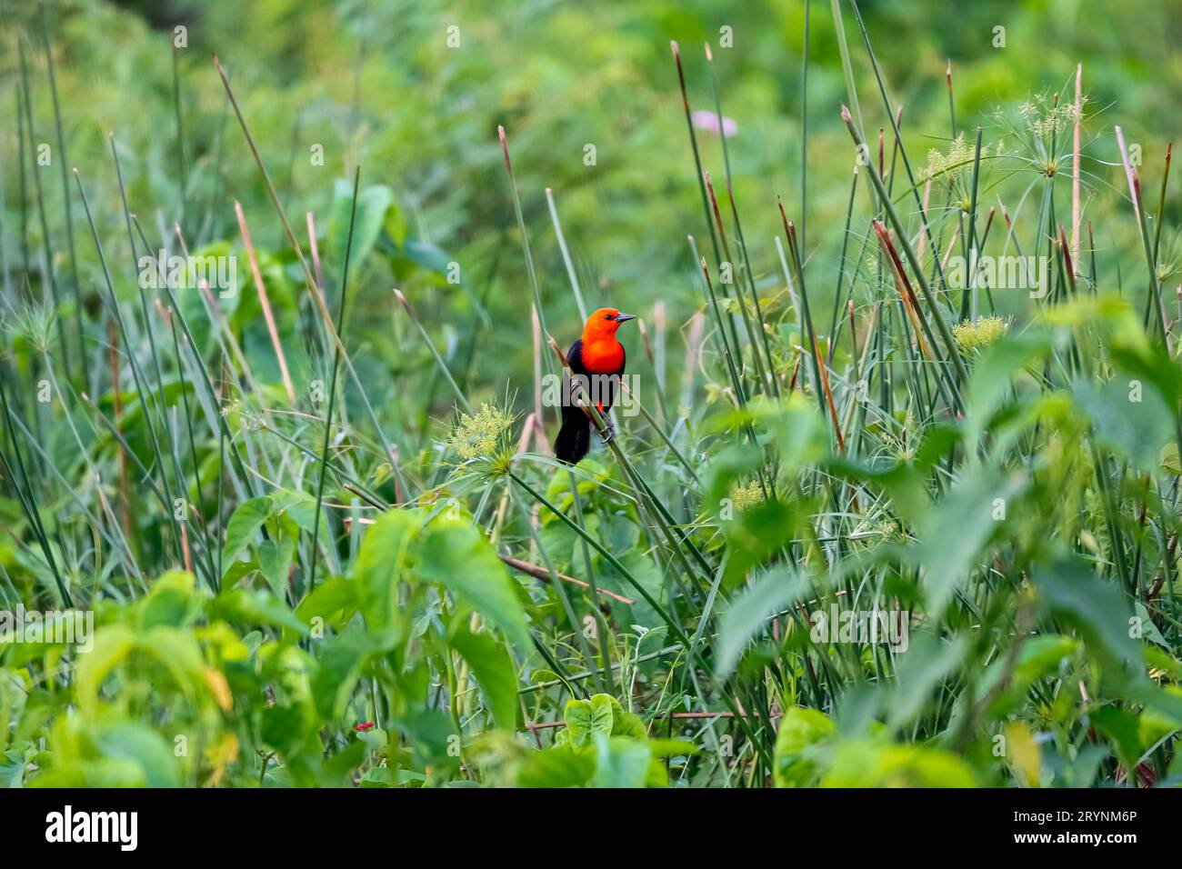 oiseau noir à tête écarlate coloré perché sur une tige de roseau sur fond vert, Pantanal Wetlan Banque D'Images