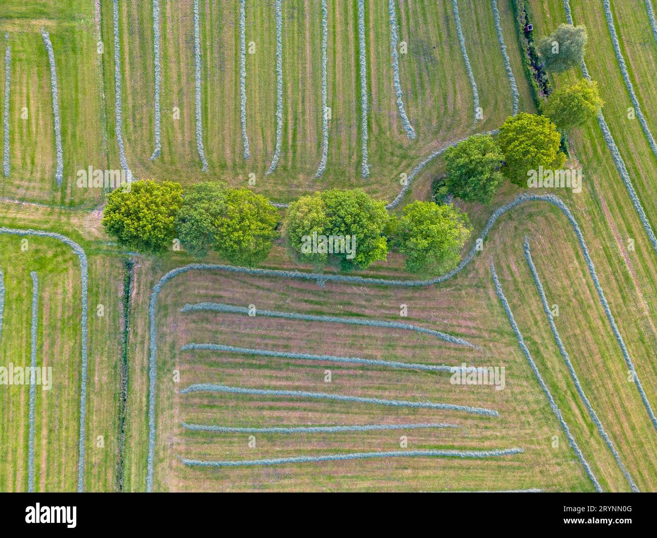 Vue aérienne, vue de dessus de l'herbe verte naturelle et des buissons créant un motif abstrait, photographié par un drone. Banque D'Images