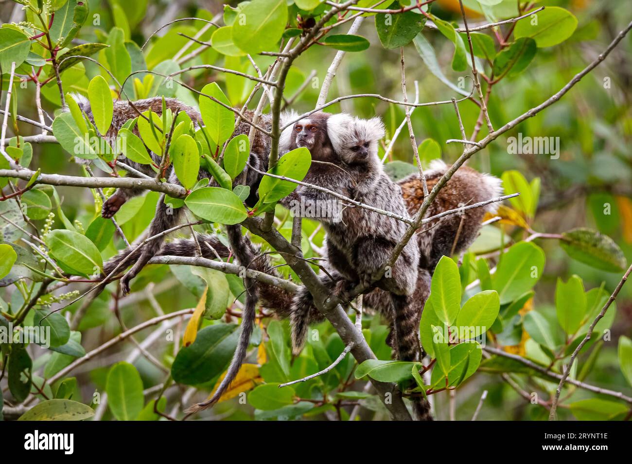 Groupe de marmousets communs grimpant dans un arbre à feuilles vertes, dont un avec un bébé sur le dos, Paraty, Braz Banque D'Images