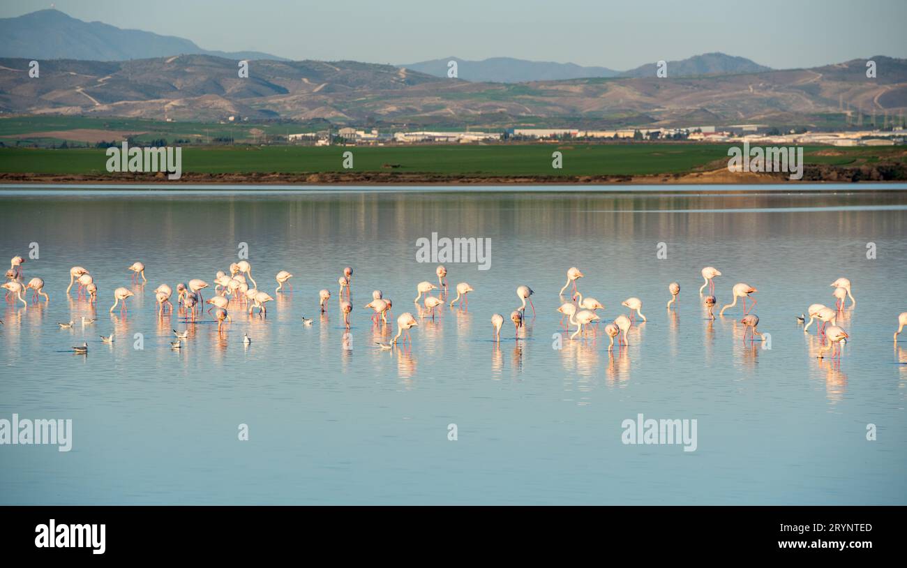Groupe de magnifiques oiseaux de flamants roses avec des reflets, dans un lac Banque D'Images