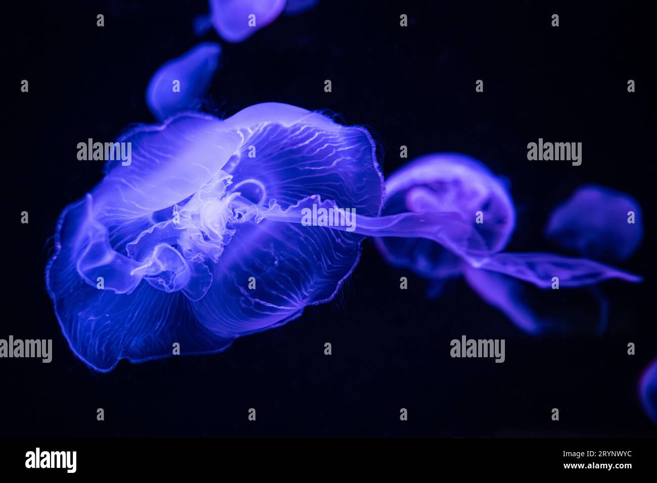Méduse de lune translucide (Aurelia aurita) nageant sous une lumière colorée à l'Aquarium de Géorgie dans le centre-ville d'Atlanta, Géorgie. (ÉTATS-UNIS) Banque D'Images