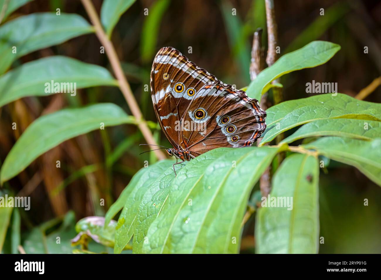 Magnifique papillon brun et blanc à motifs sur feuilles vertes, parc naturel de Caraca, Minas Gerais, Brésil Banque D'Images