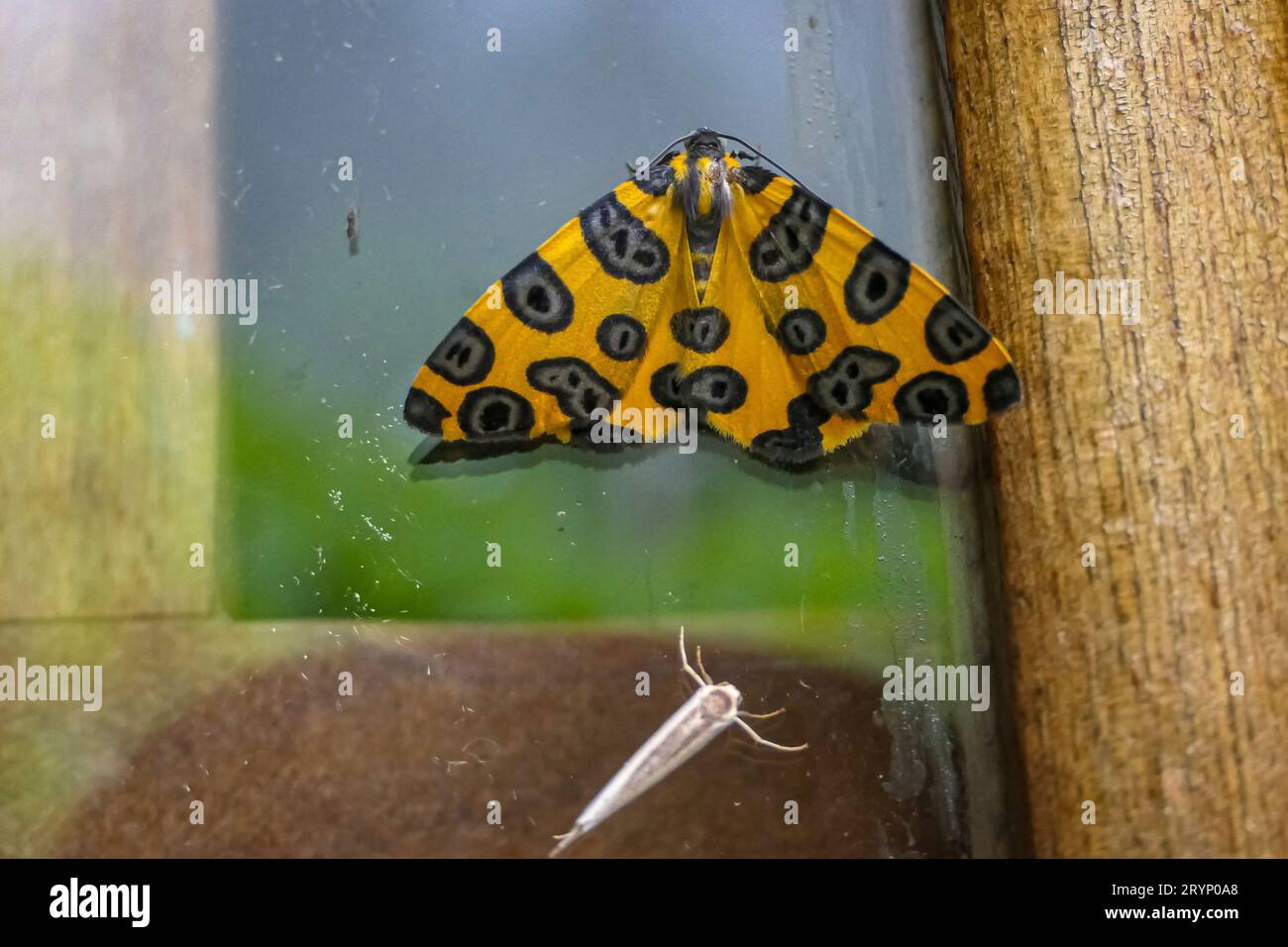 Papillon jaune à motif noir et gris sur une fenêtre avec ailes étalées, Forêt atlantique, Itatiaia, Brésil Banque D'Images