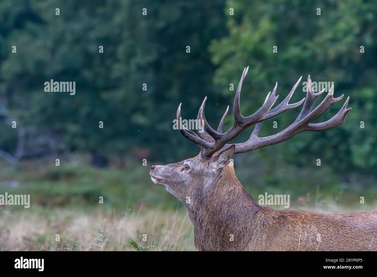 Red Deer Stag pendant la saison des ornières Banque D'Images