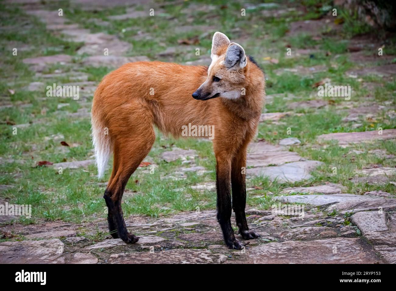 Loup à manne sur un sentier du Sanctuaire CaraÃ§a, en tournant la tête vers la gauche, Minas Gerais, Brésil Banque D'Images