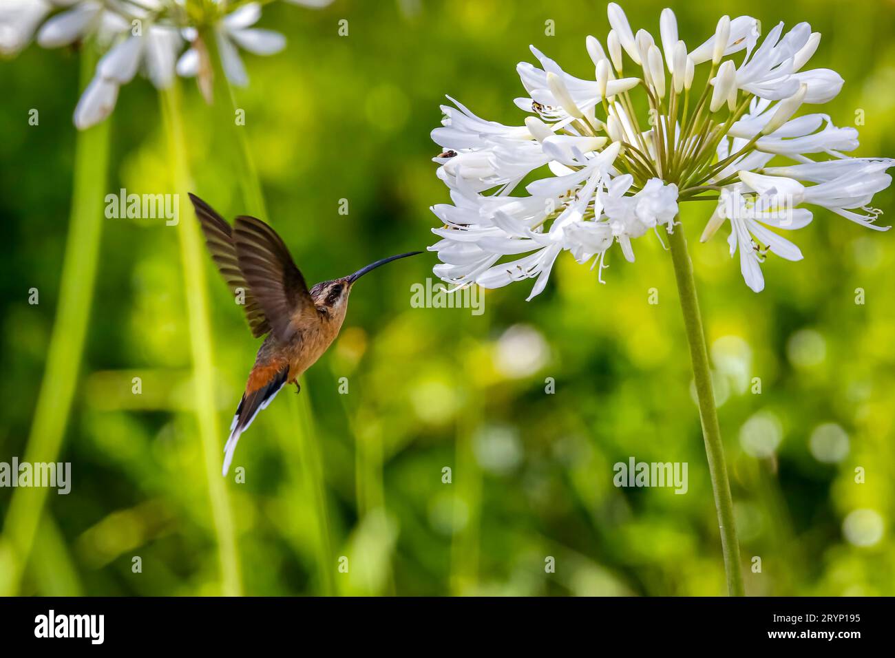 Planalto ermite colibri en vol vers une fleur blanche pour sucer le nectar, ailes vers l'arrière contre Gree Banque D'Images
