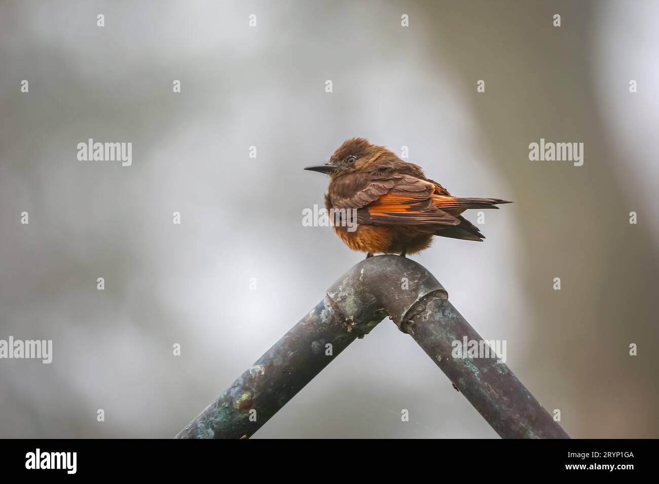 Mignon Swallow flycatcher perché sur un tuyau sur fond gris défocalisé, Serra da Mantiqueira, A. Banque D'Images