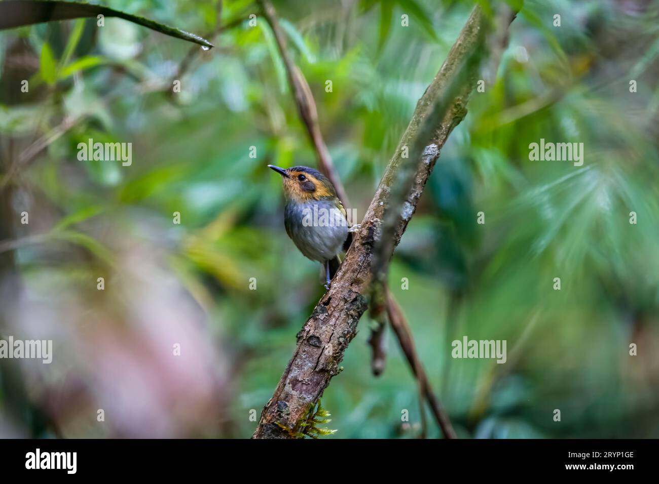 Cute ocre-face aujourd'hui flycatcher perché sur une branche sur fond vert défocalisé, CaraÃ§a Natu Banque D'Images