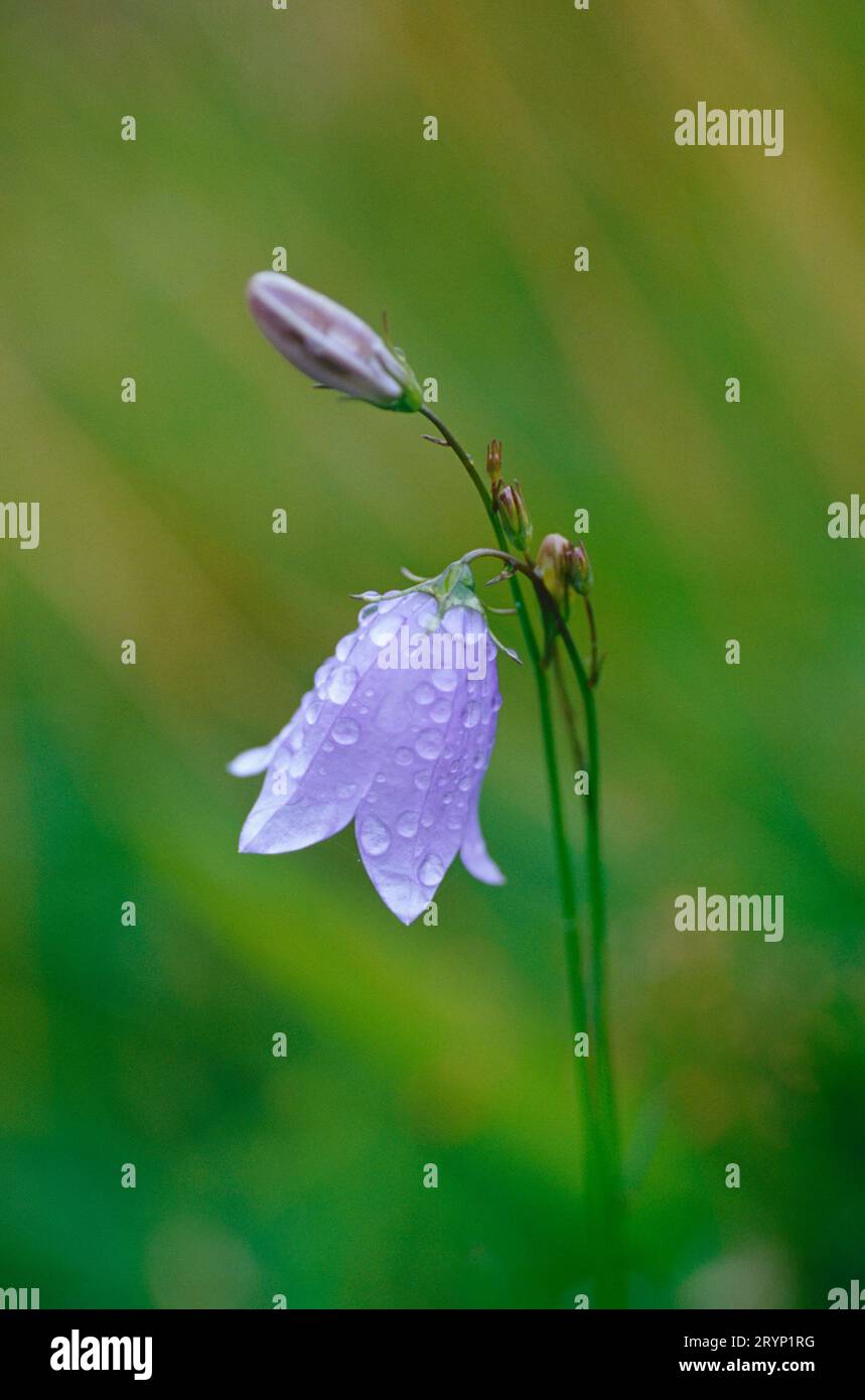 Campanulia rotundifolia ; Harebell | gros plan d'une fleur de harebell couverte de rosée sur un fond vert doux. Banque D'Images