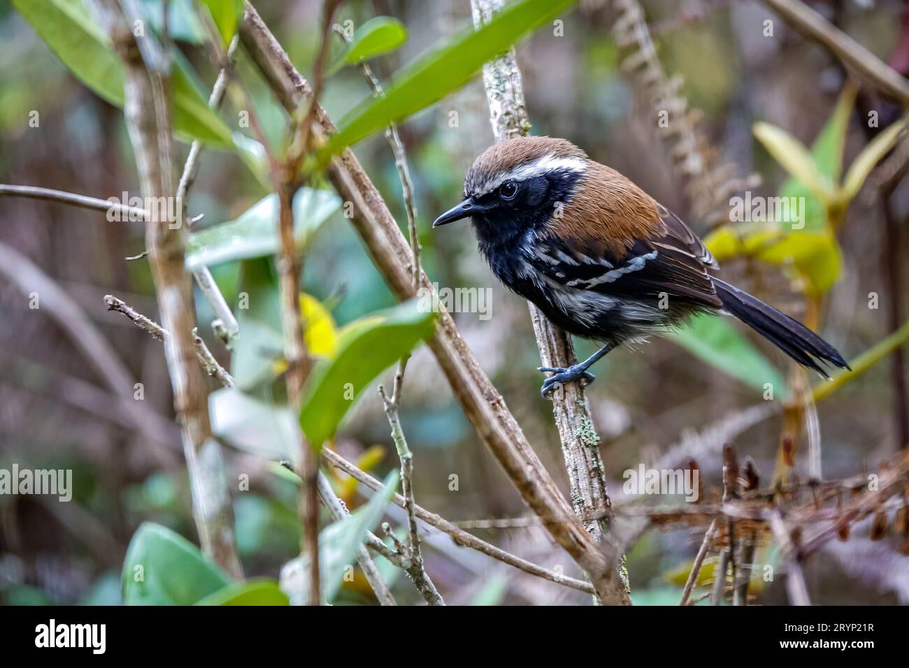 Gros plan d'une Serra antwren perchée sur une petite branche, Parc naturel de CaraÃ§a, Minas Gerais, Brésil Banque D'Images