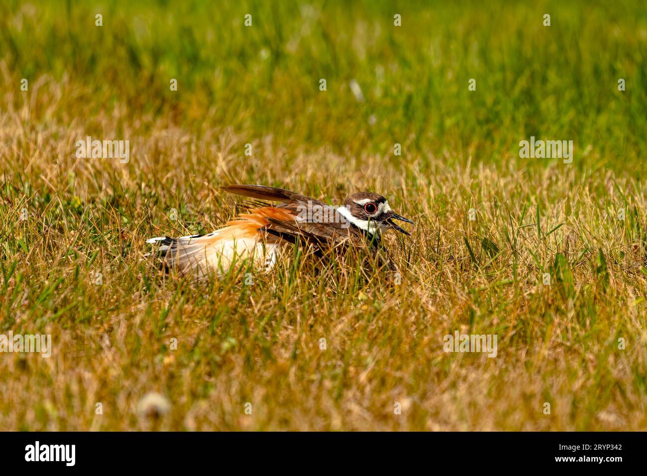 Le chevreuil (Charadrius vociferus) Banque D'Images