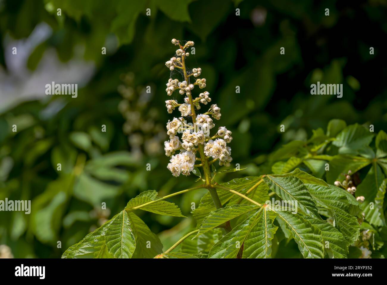 Les châtaignes de cheval (Aesculus hippocastanum) Banque D'Images