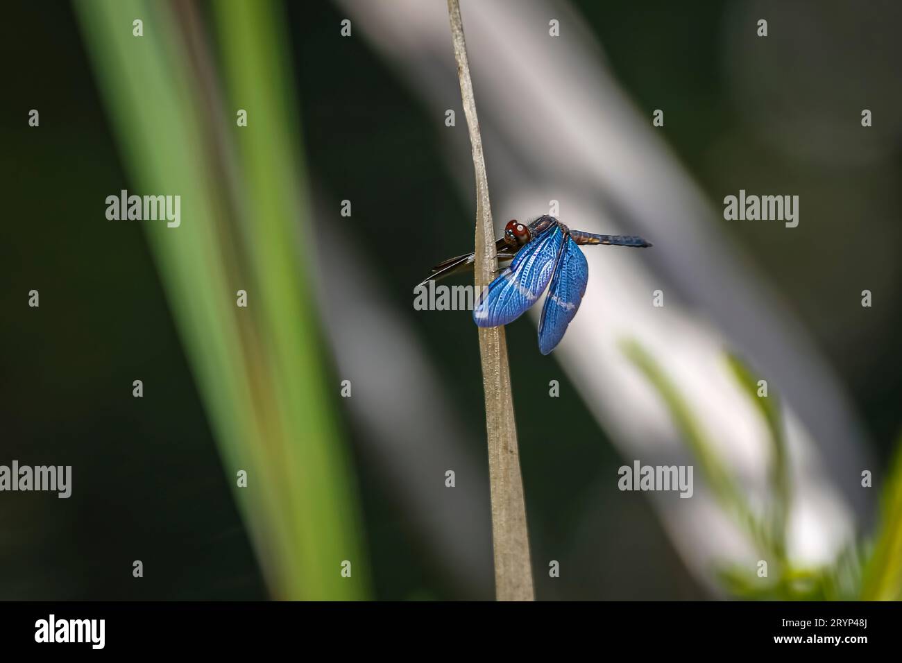 Libellule bleue perchée sur une feuille brune verticale avec des ailes déployées contre le backgrou naturel défocalisé Banque D'Images