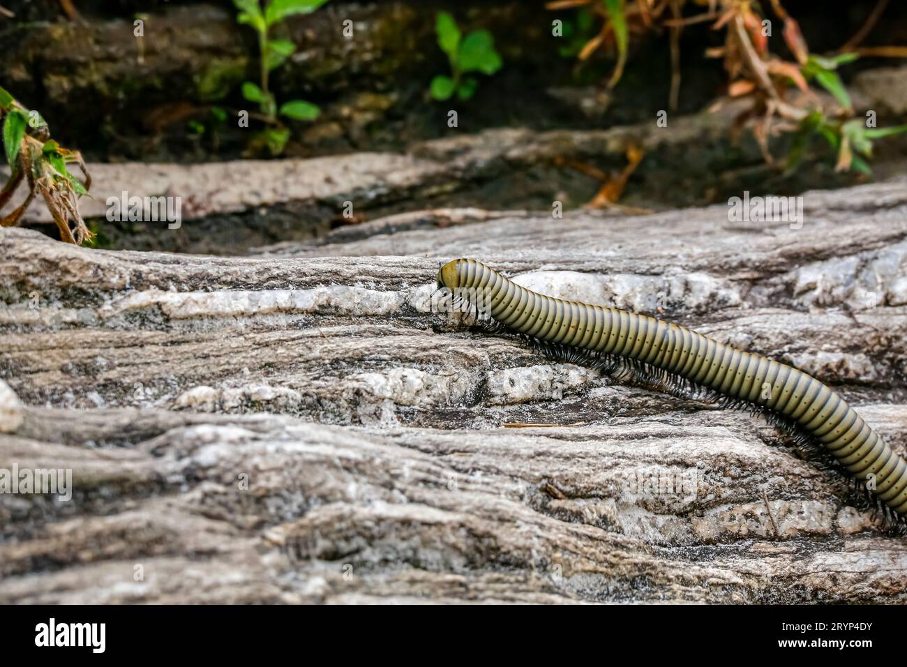 Millipède rampant sur un sol rocheux, parc national de Biribiri, Minas Gerais, Brésil Banque D'Images