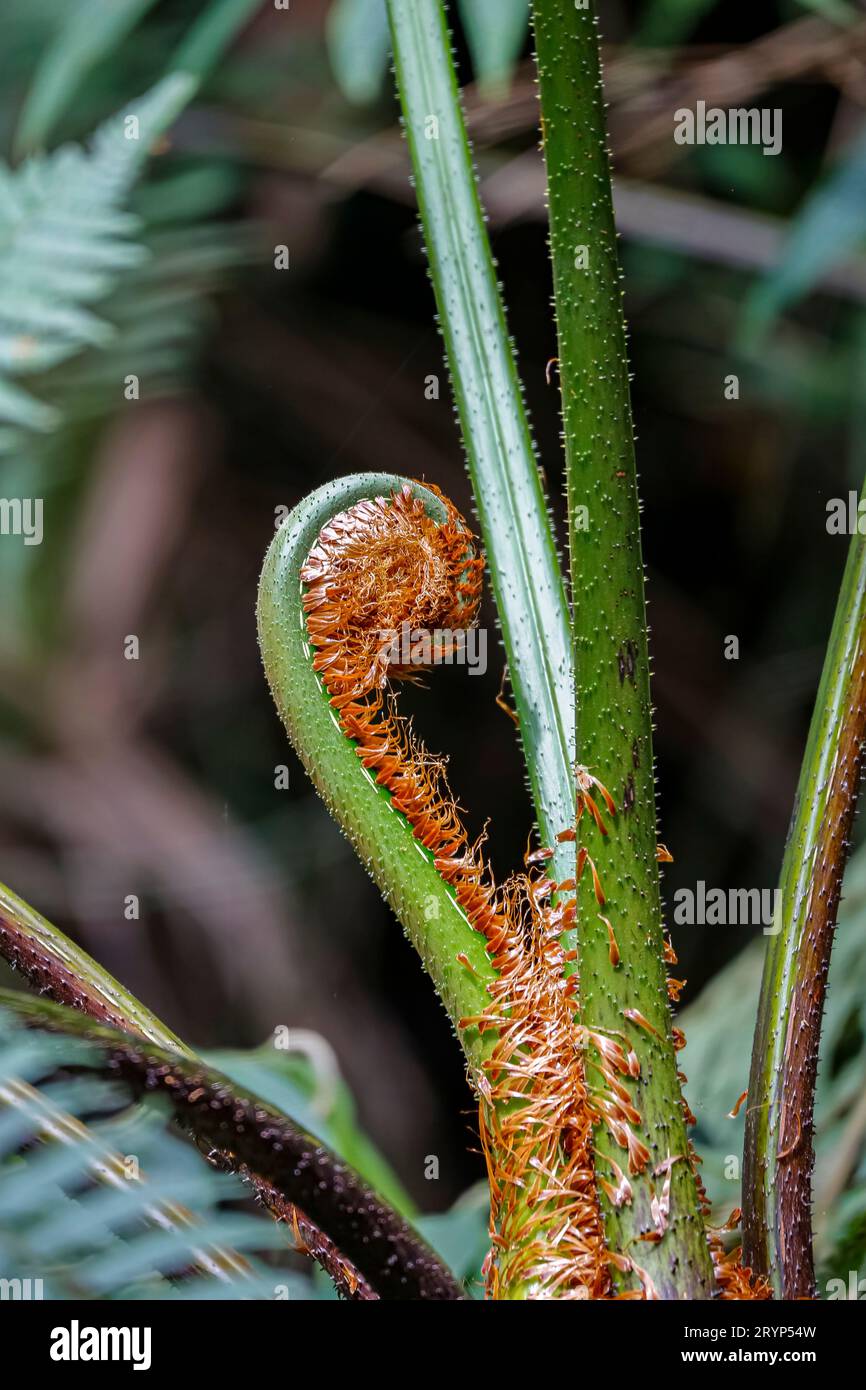 Gros plan d'une nouvelle feuille de fougère, Itatiaia, Brésil Banque D'Images