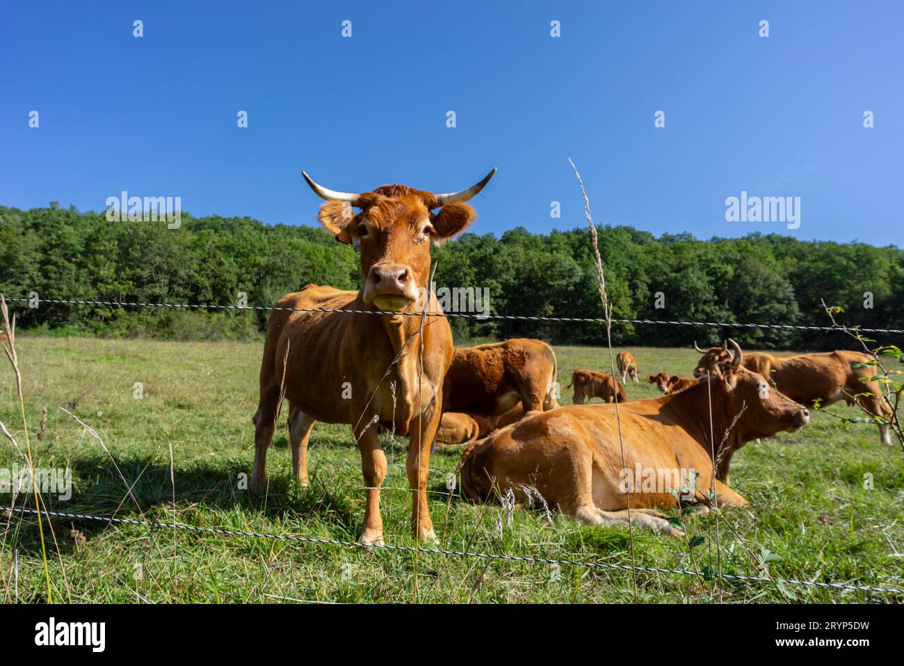 Troupeau de vaches blondes d'aquitaine, Parc naturel régional Ariège Pyrénées, massif de l'Arize, République française, Europe Banque D'Images