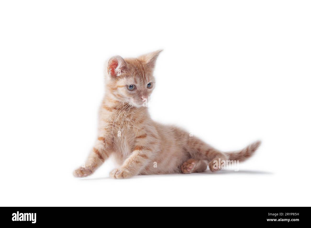 Chaton rouge vif debout et regardant à droite sur un fond blanc Banque D'Images