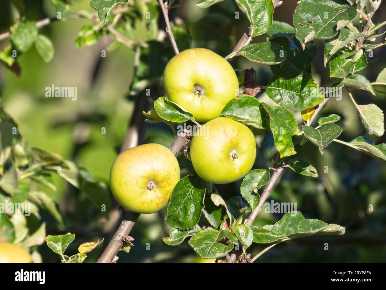 Pommes vertes poussant sur le pommier, focalisation sélective Banque D'Images