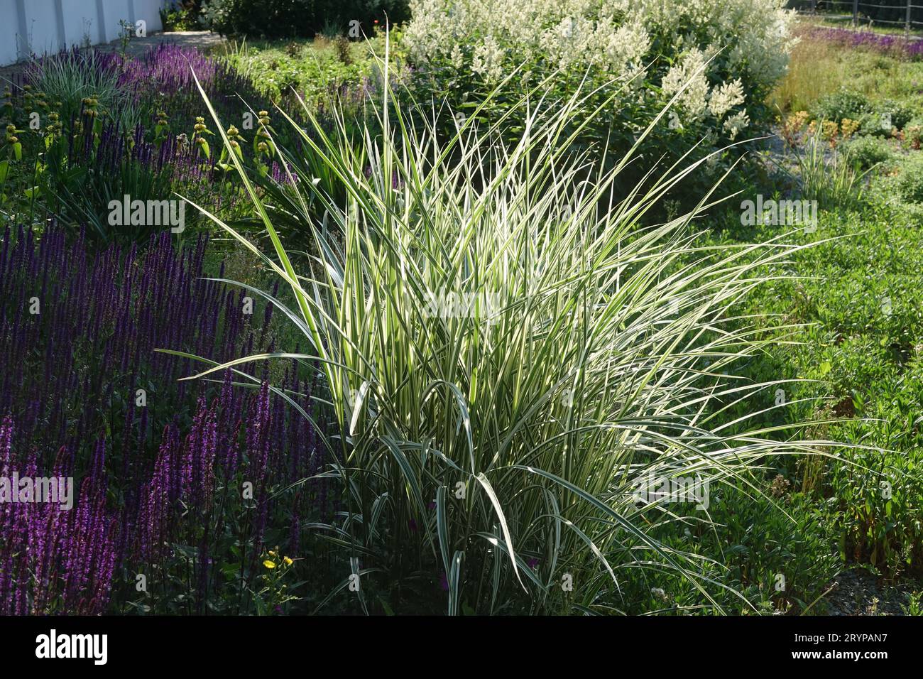 Miscanthus sinensis Zebrinus, herbe argentée chinoise Banque D'Images