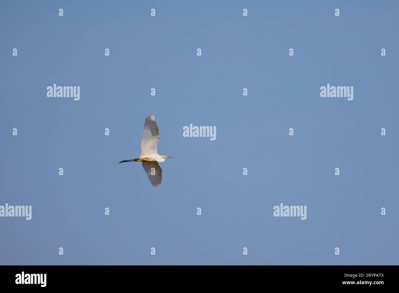 aigrettes blanches en vol dans le ciel bleu. Banque D'Images