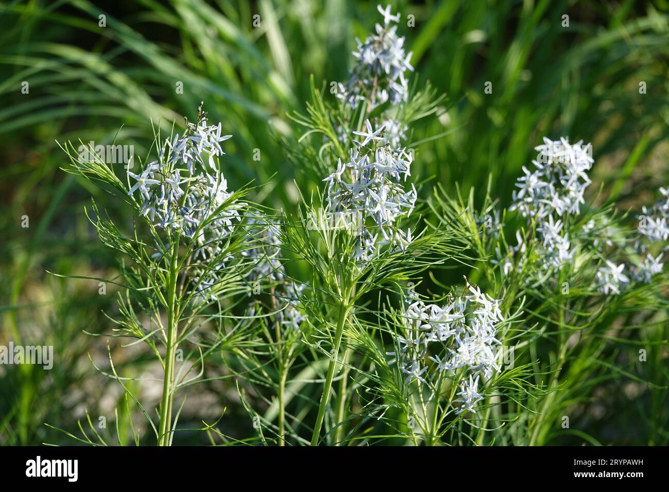 Amsonia tabernaemontana, Eastern Bluestar Banque D'Images