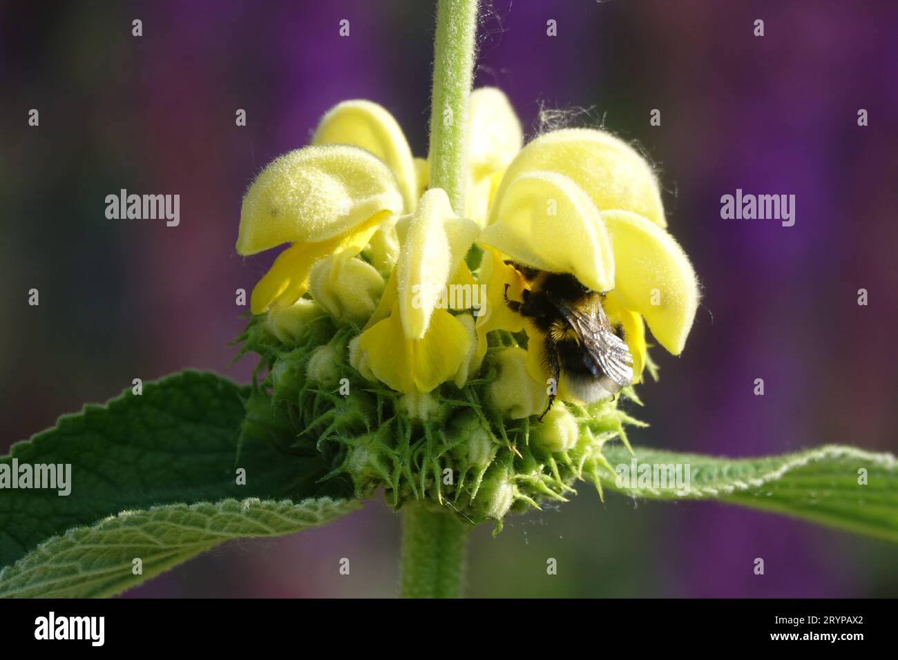 Phlomis russeliana, sauge de Jérusalem, bourdon Banque D'Images