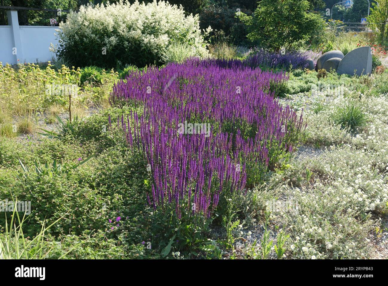 Salvia nemorosa sauge des bois, Banque D'Images
