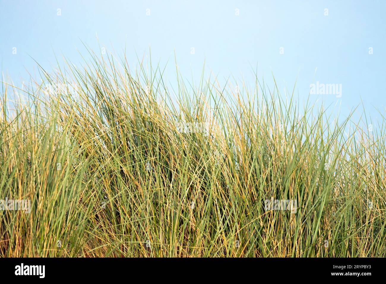 Un amas d'herbe sous un ciel bleu clair d'été sur les dunes de sable de Camber Sands, Camber Sands, Camber, East Sussex, Royaume-Uni Banque D'Images