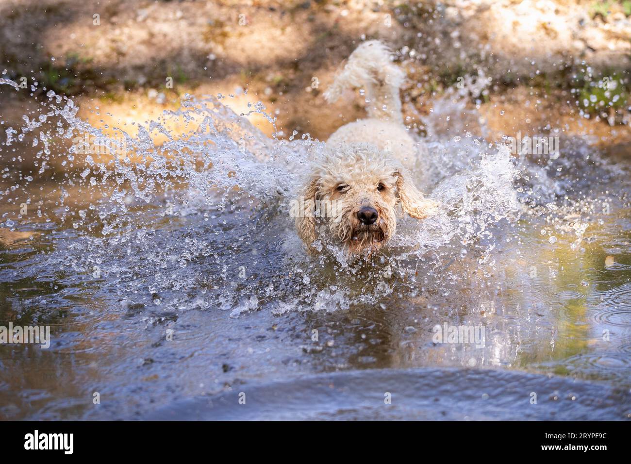Labradoodle x Goldendoodle. Chien adulte courant dans l'eau. Allemagne Banque D'Images