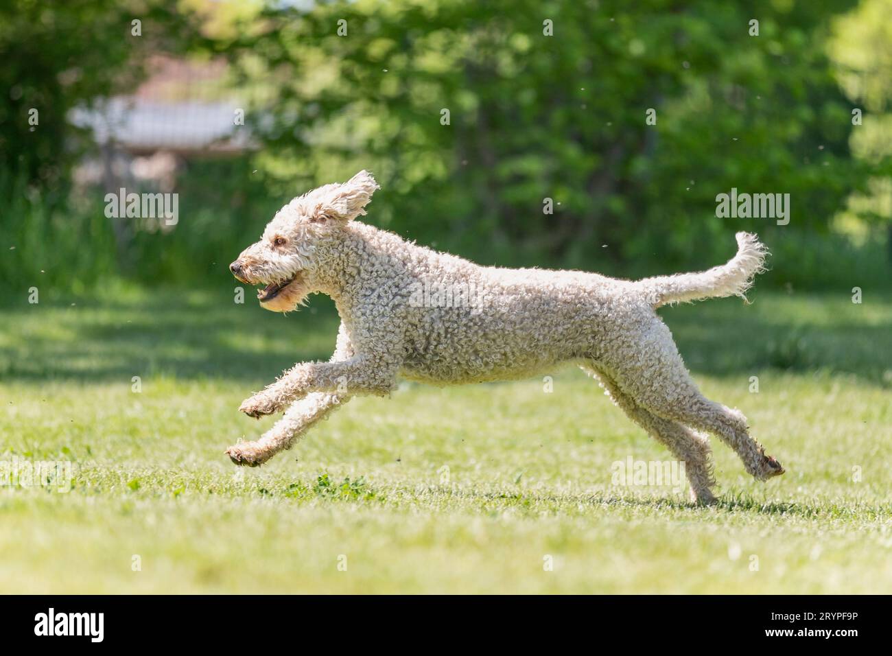 Labradoodle x Goldendoodle. Chien adulte courant sur une pelouse. Allemagne Banque D'Images