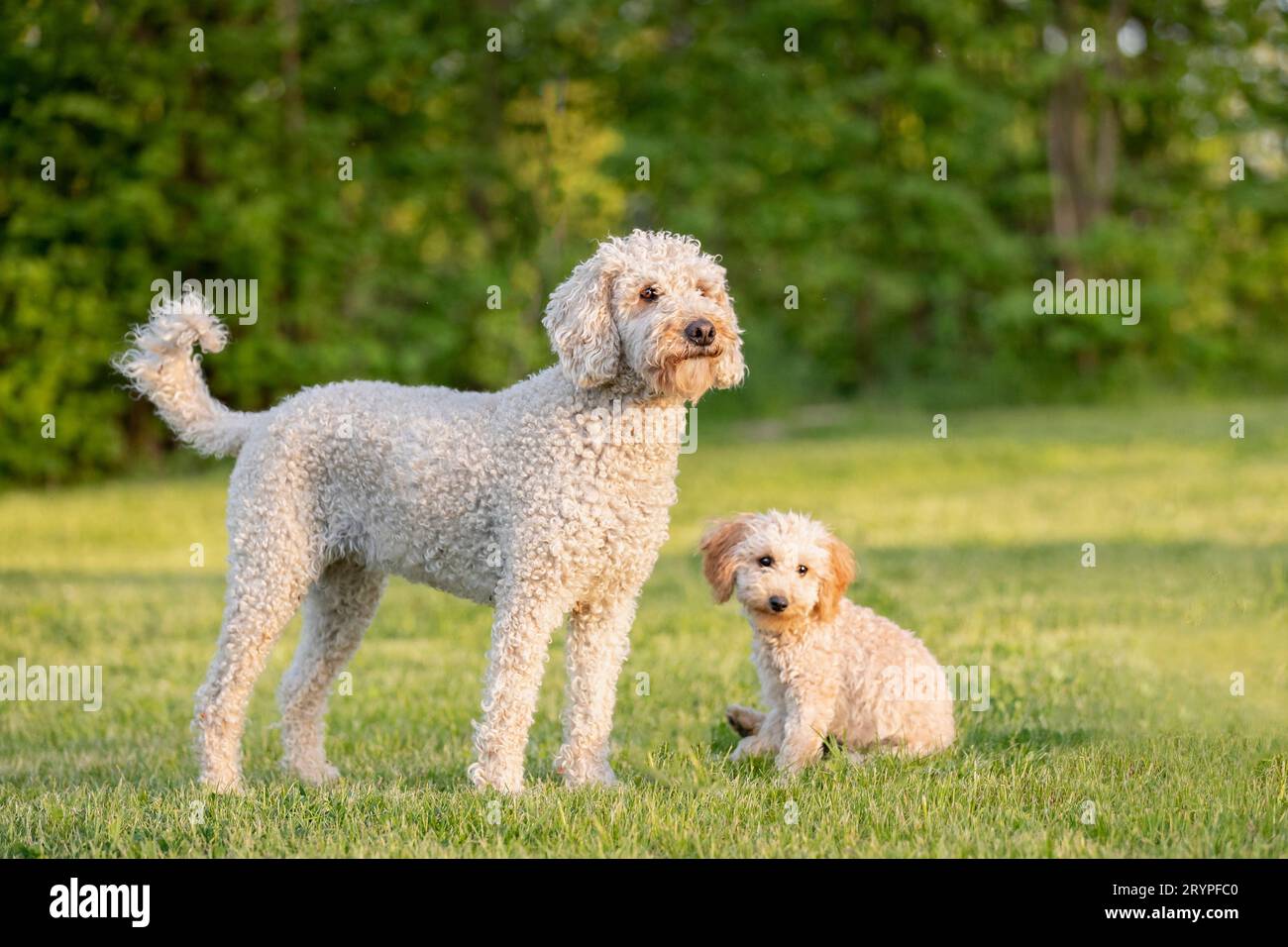 Caniche miniature et Labradoodle x Goldendoodle. Deux adultes sur une pelouse. Allemagne Banque D'Images